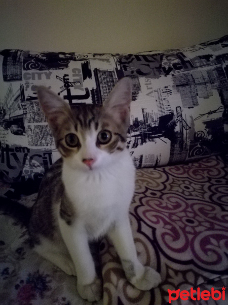 Tekir Kedi, Kedi  Minnak fotoğrafı