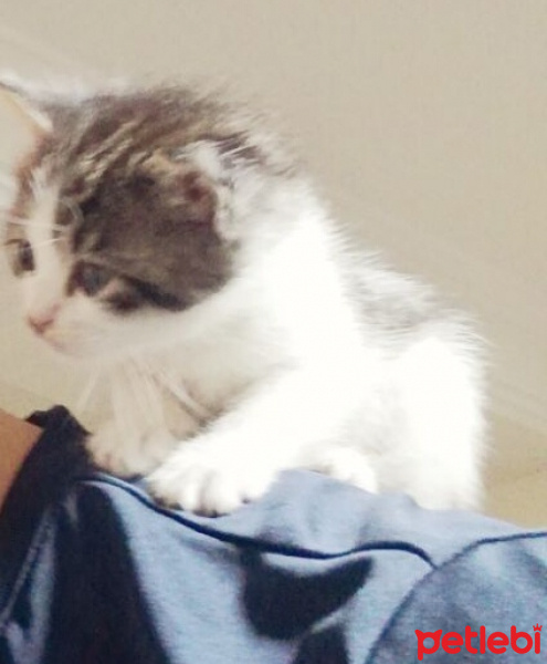 Tekir Kedi, Kedi  Minnak fotoğrafı