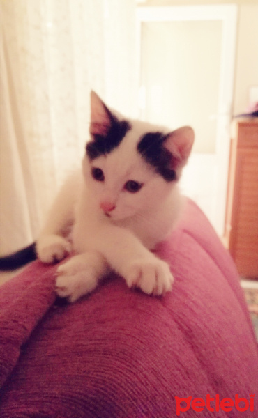 Tekir Kedi, Kedi  Minnak fotoğrafı