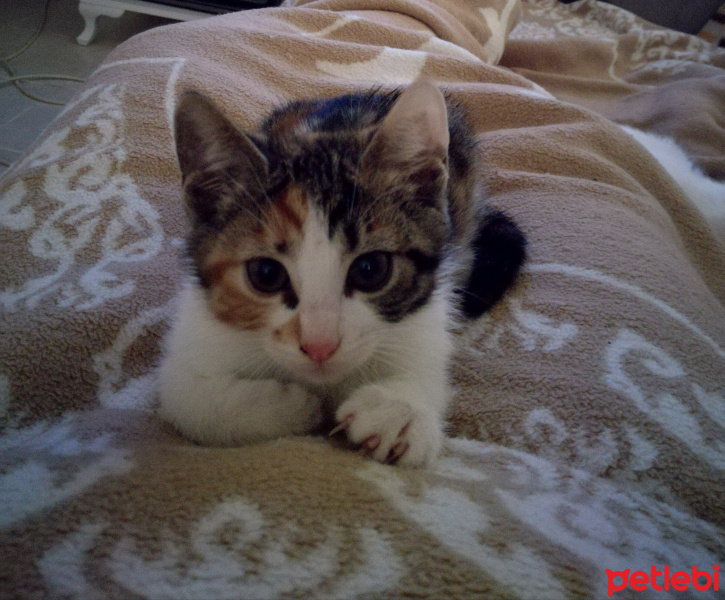 Tekir Kedi, Kedi  Minnak fotoğrafı