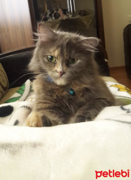 Tekir Kedi, Kedi  Çapul fotoğrafı