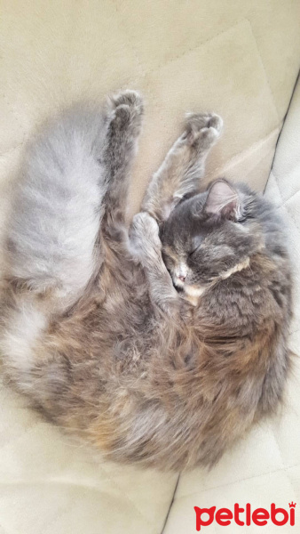 Tekir Kedi, Kedi  Çapul fotoğrafı