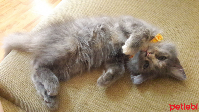 Tekir Kedi, Kedi  Çapul fotoğrafı