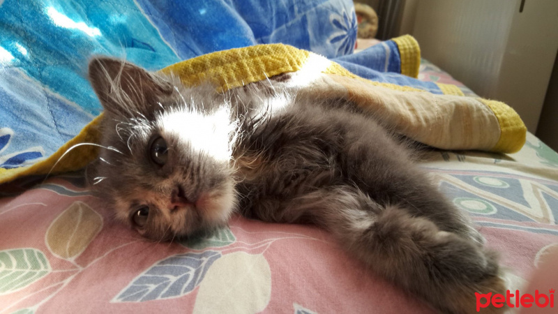 Tekir Kedi, Kedi  Çapul fotoğrafı