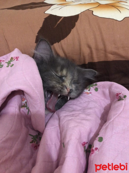 Tekir Kedi, Kedi  Çapul fotoğrafı