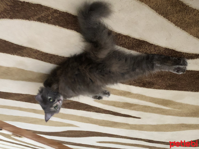 Tekir Kedi, Kedi  Çapul fotoğrafı