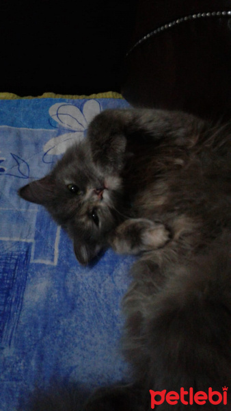 Tekir Kedi, Kedi  Çapul fotoğrafı