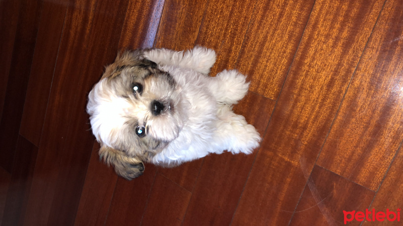 Shih Tzu, Köpek  Sushi fotoğrafı