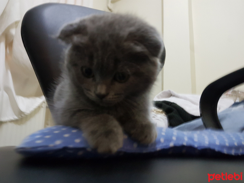Scottish Fold, Kedi  Sehzade fotoğrafı