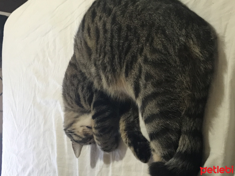 Tekir Kedi, Kedi  Kamyon fotoğrafı