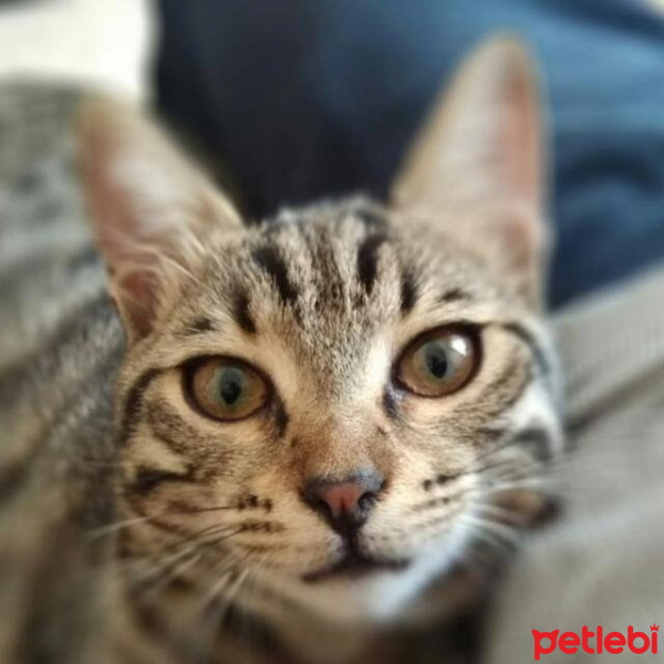 Tekir Kedi, Kedi  Kamyon fotoğrafı