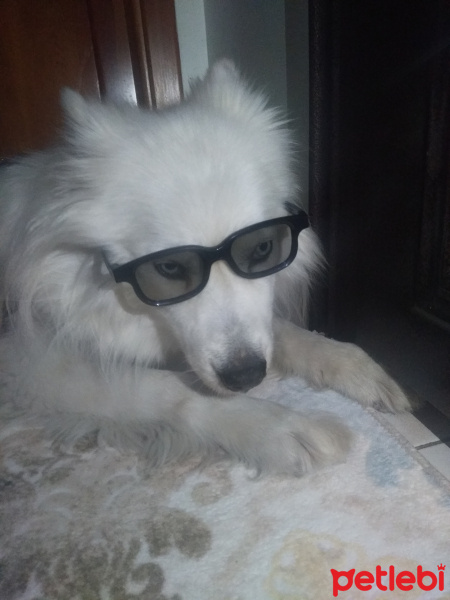 Samoyed, Köpek  Ares fotoğrafı