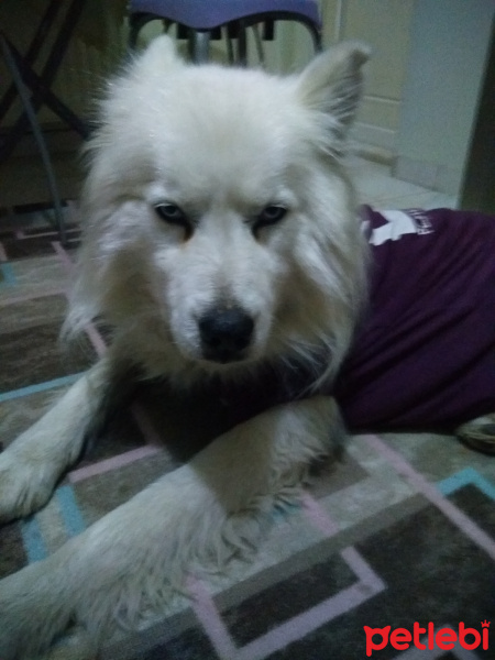 Samoyed, Köpek  Ares fotoğrafı