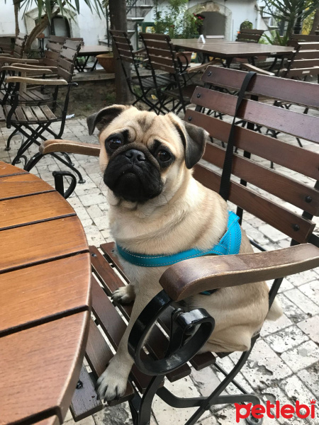 Pug, Köpek  Oscar fotoğrafı