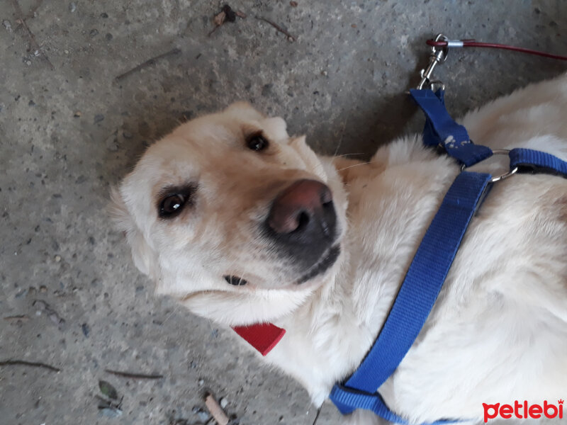 Labrador Retriever, Köpek  Sultan fotoğrafı