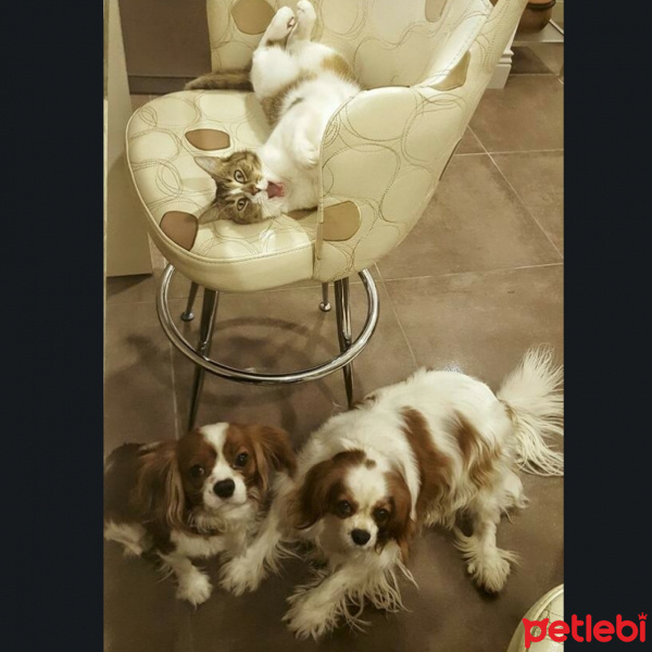 Cavalier King Charles Spanieli, Köpek  C harlie Su fotoğrafı