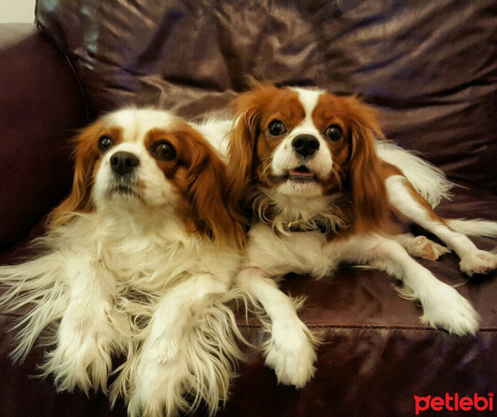 Cavalier King Charles Spanieli, Köpek  Sir Henry fotoğrafı