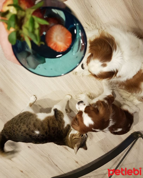 Tekir Kedi, Kedi  Cavidan fotoğrafı