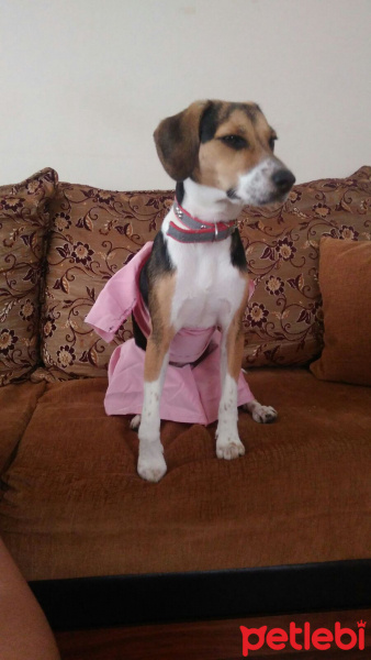 Beagle, Köpek  Roxy fotoğrafı