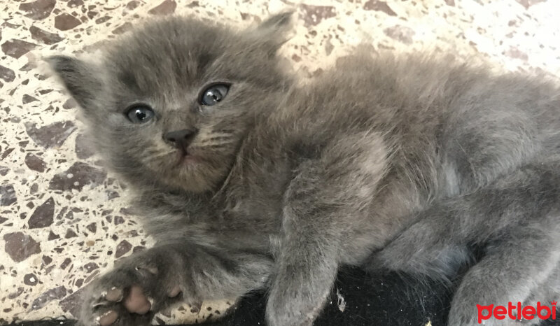 British Shorthair, Kedi  Mila fotoğrafı