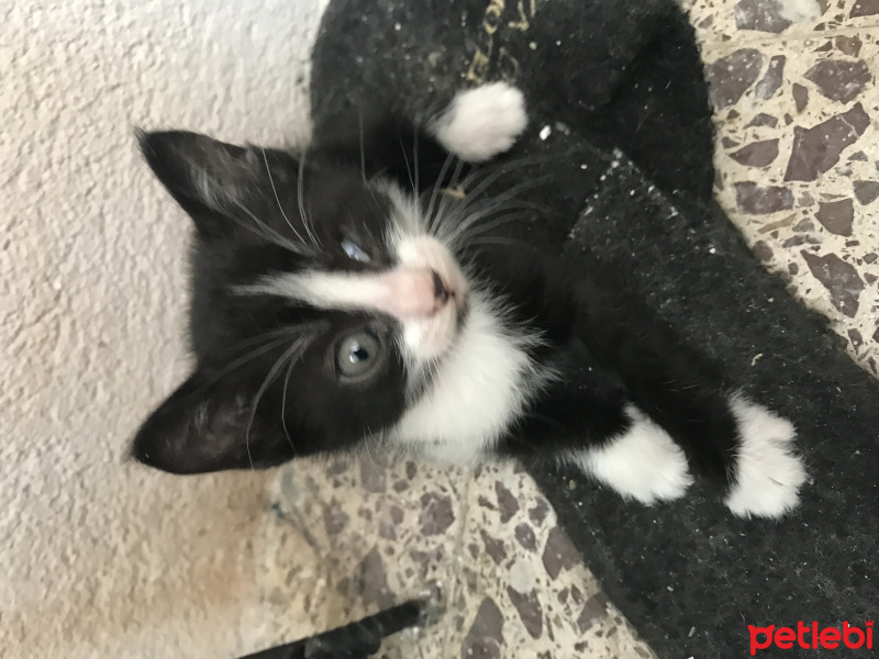 Tekir Kedi, Kedi  Kömür fotoğrafı