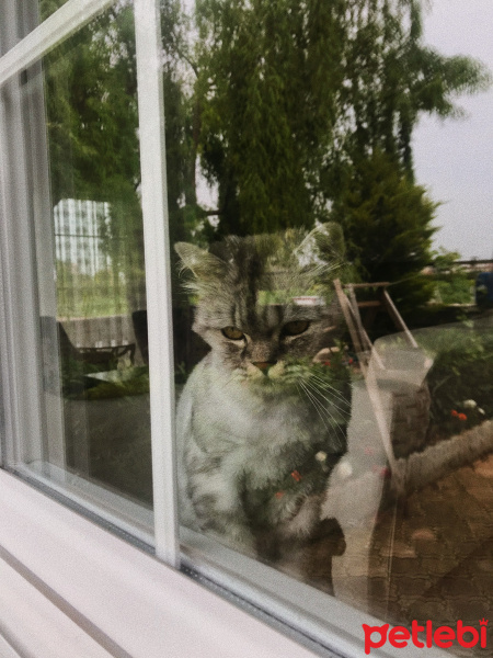 Chinchilla, Kedi  Leon Balık fotoğrafı