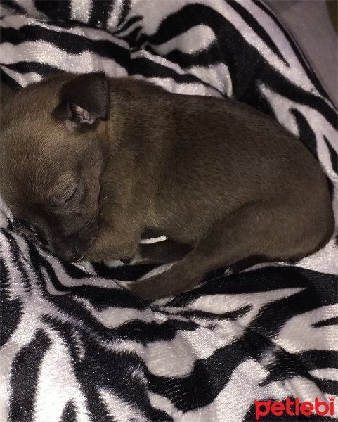 Chihuahua, Köpek  linda fotoğrafı