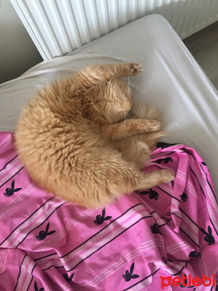 Himalayan, Kedi  vivienne westwood fotoğrafı