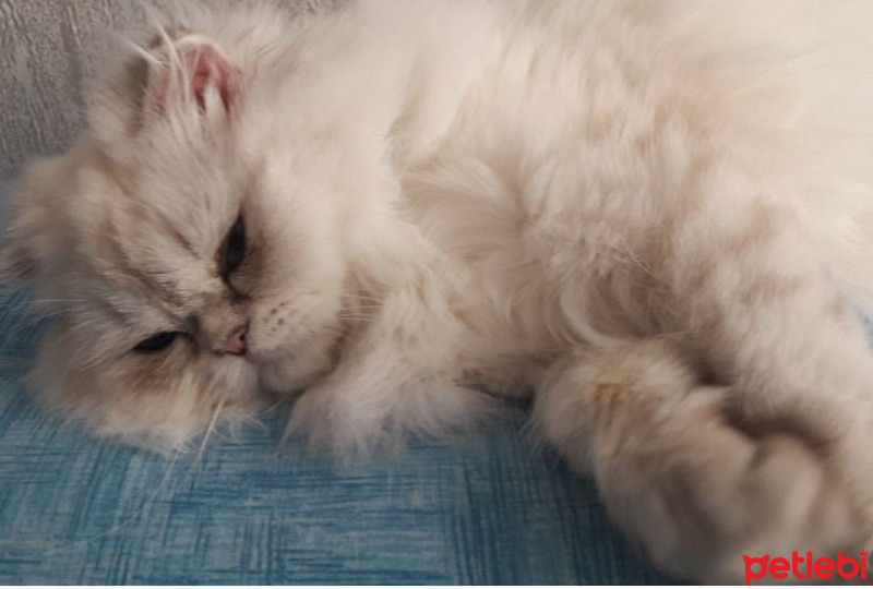İran Kedisi (Persian), Kedi  Lokum fotoğrafı