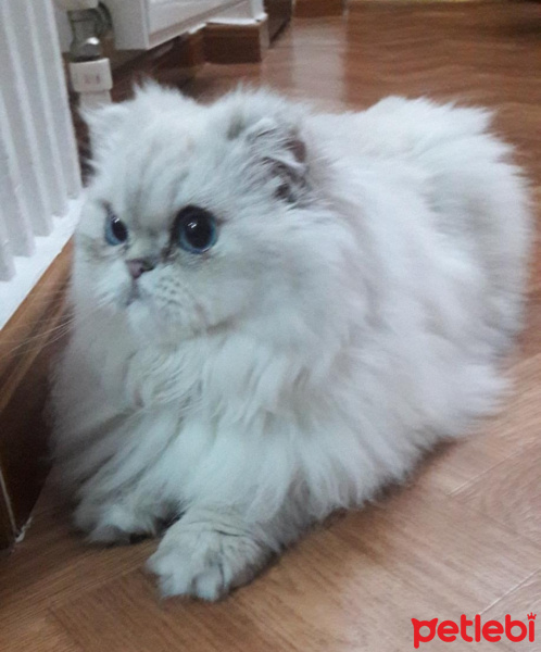 İran Kedisi (Persian), Kedi  Lokum fotoğrafı