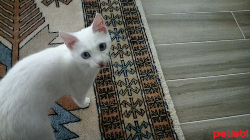 Van Kedisi, Kedi  SAKIZ fotoğrafı