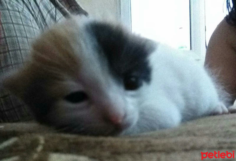 Tekir Kedi, Kedi  Yok fotoğrafı