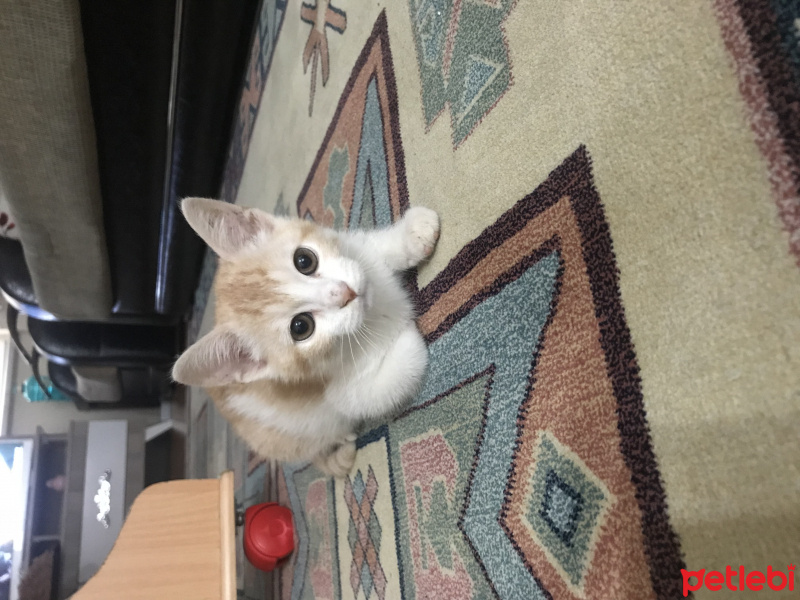 Cymric, Kedi  Tedi fotoğrafı