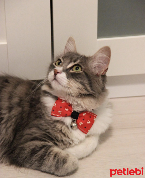 American Shorthair, Kedi  Sherlock fotoğrafı