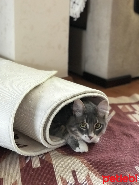 American Shorthair, Kedi  Sherlock fotoğrafı
