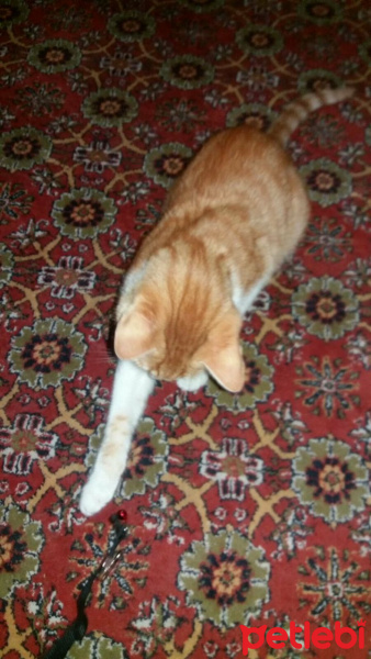 Tekir Kedi, Kedi  Maya fotoğrafı