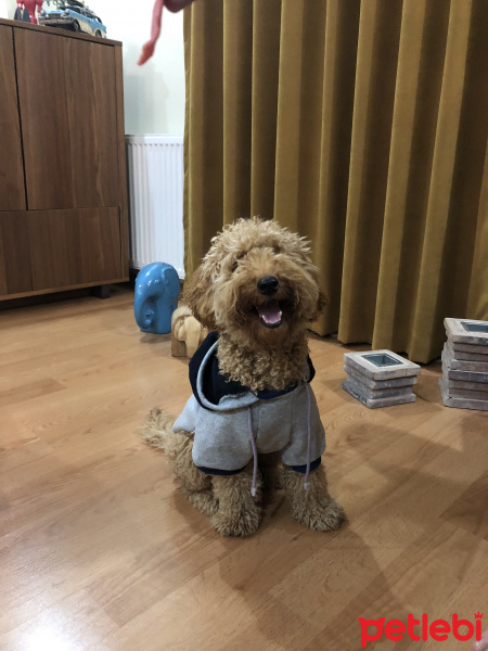 Poodle (Minyatür Kaniş), Köpek  Boyoz fotoğrafı