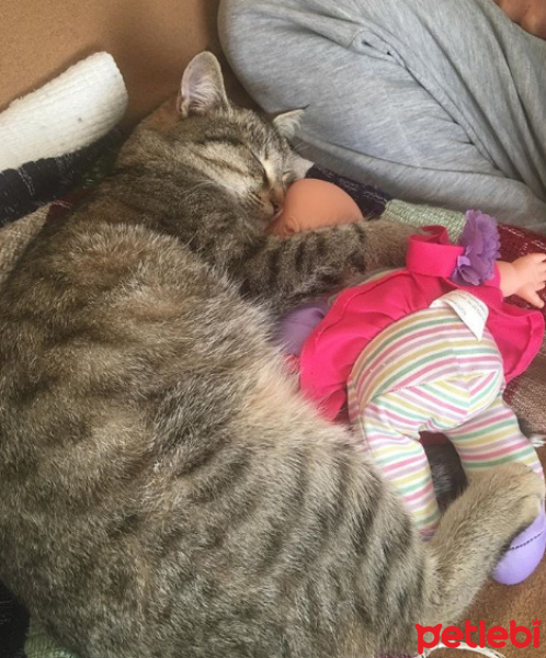 Tekir Kedi, Kedi  Leia fotoğrafı