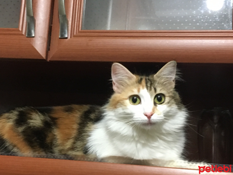 Tekir Kedi, Kedi  Derune fotoğrafı