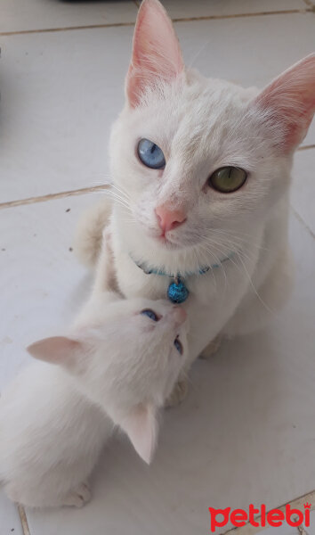 Van Kedisi, Kedi  Sisi fotoğrafı