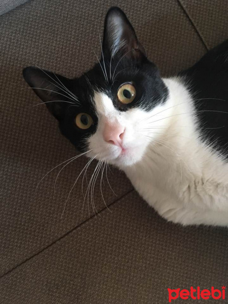 Tekir Kedi, Kedi  Mimi fotoğrafı