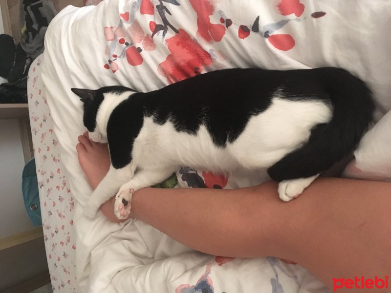 Tekir Kedi, Kedi  Mimi fotoğrafı