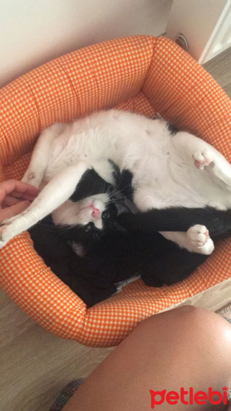 Tekir Kedi, Kedi  Mimi fotoğrafı