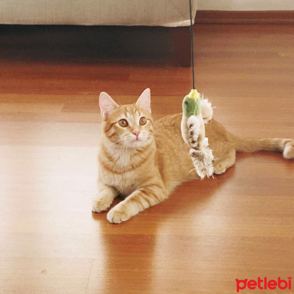 Tekir Kedi, Kedi  Masal fotoğrafı