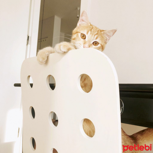 Tekir Kedi, Kedi  Masal fotoğrafı