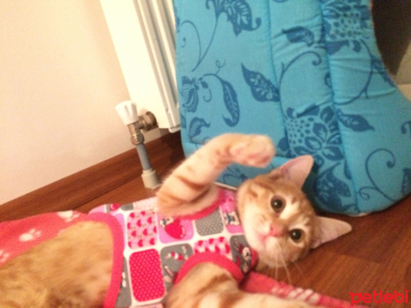 Tekir Kedi, Kedi  Masal fotoğrafı
