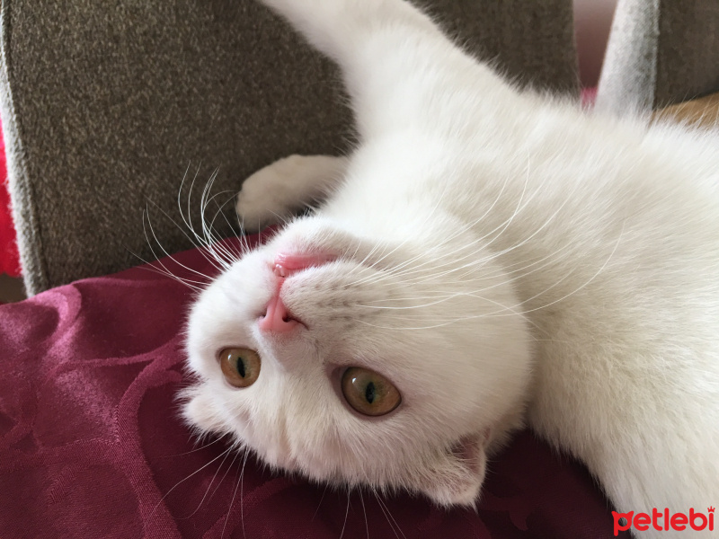 Scottish Fold, Kedi  Pamuk fotoğrafı