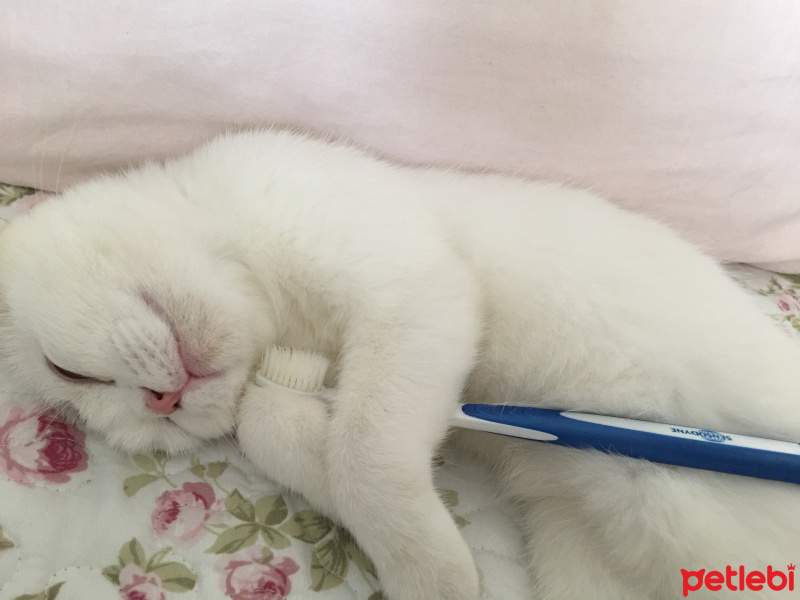 Scottish Fold, Kedi  Pamuk fotoğrafı
