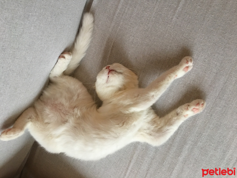 Scottish Fold, Kedi  Pamuk fotoğrafı