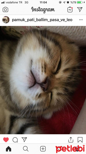 Scottish Fold, Kedi  Pamuk fotoğrafı